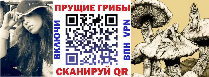 ОМГ ОМГ Томари Галлюциногенные грибы Psilocybine cubensis
